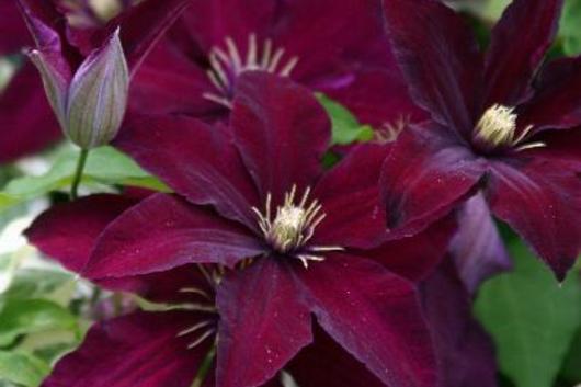 Clematis-burgundy