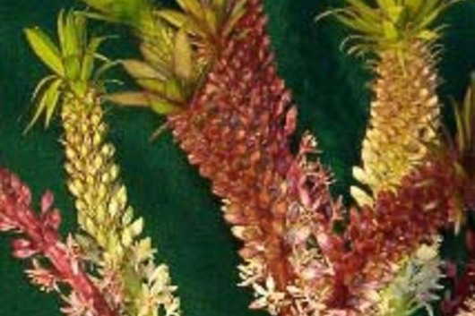 Eucomis, Pineapple Lily