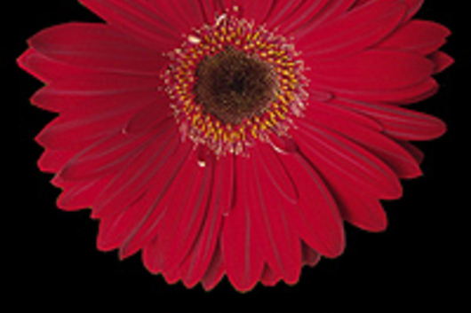 Gerberas-red (Ruby Red) Flower  Floral Expert Dictionary  Lobiloo