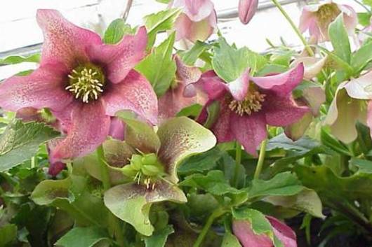 Helleborus-burgundy