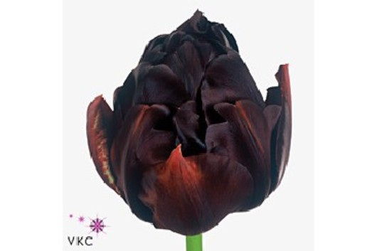 Tulips, French-black