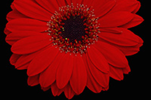 Mini Gerberas-red (Little Ruby)