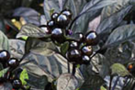 Ornamental Peppers-black