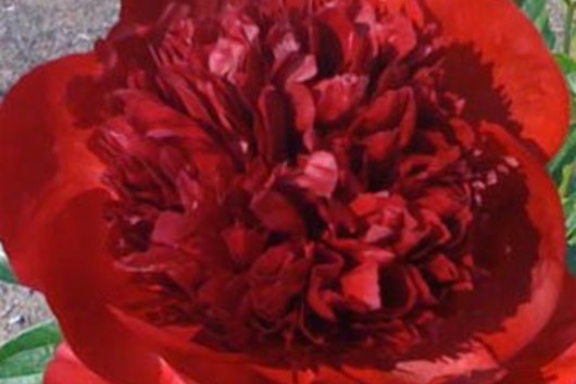 Peony-red Charm