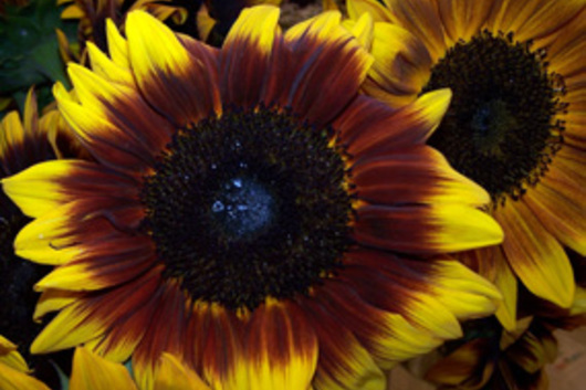 Sunflowers, Ring of Fire