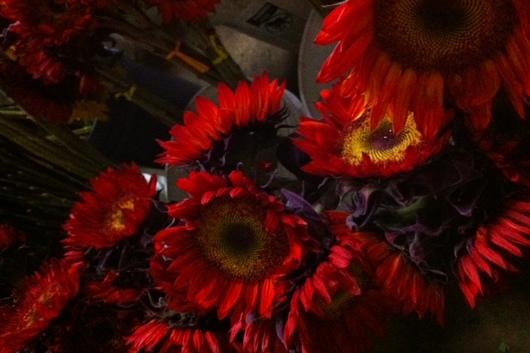 Sunflowers, Tinted red