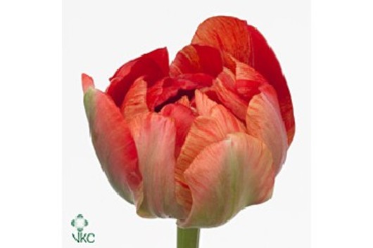Tulips, French-Gudoshnik