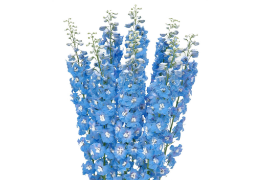 Дельфиниум Aurora Blue