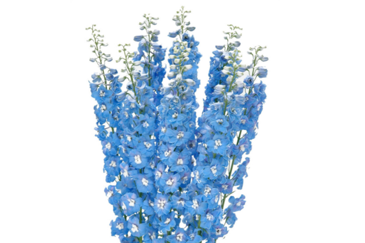 Delphinium, Light Blue