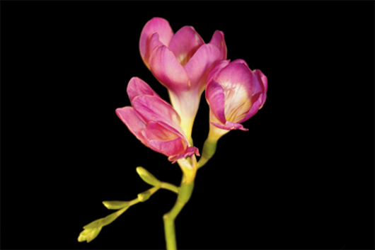 Freesia