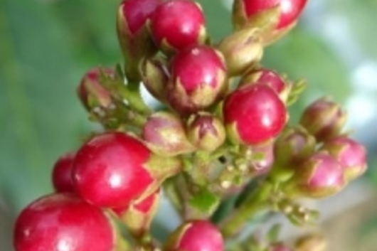 Cestrum Pods, Cranberry