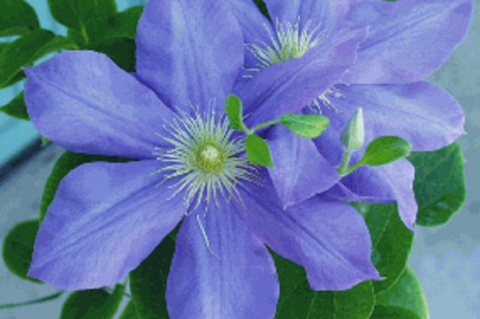 Clematis-light blue