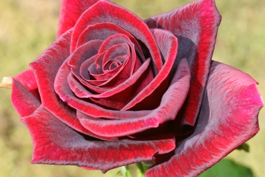 Sweetheart Rose, Black Beauty