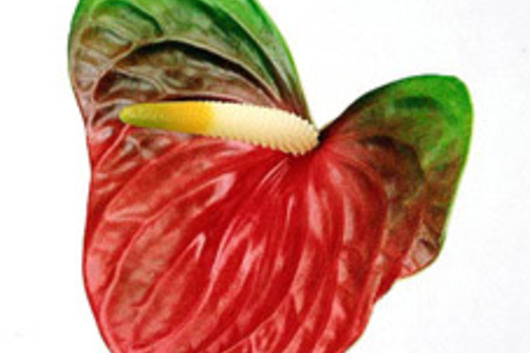 Anthuriums, Large-Obake, green/red