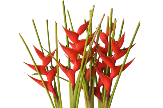 Heliconia, Red