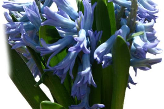 Hyacinth-light blue