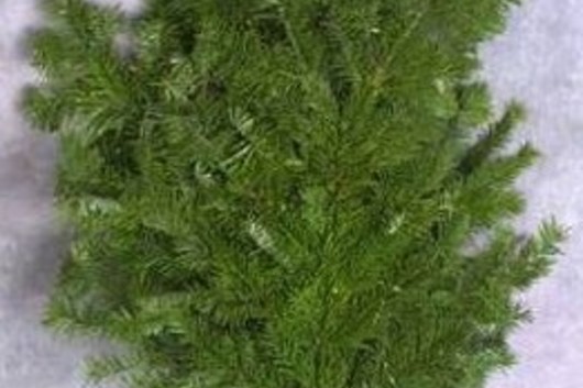 Silver Fir Boughs