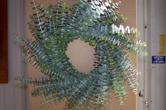 Baby Eucalyptus Specialty Wreath 18"