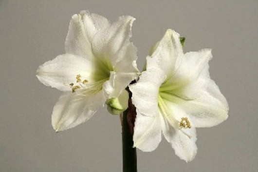 Amaryllis-white