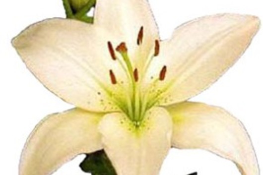 Asiatic Lily-cream