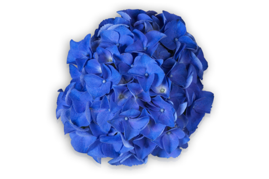 Hydrangea, Dark Blue