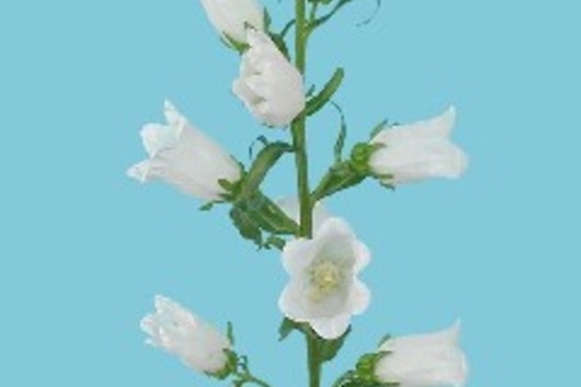 Campanula-white