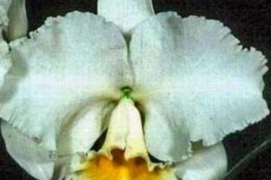 Cattleya Orchid-white