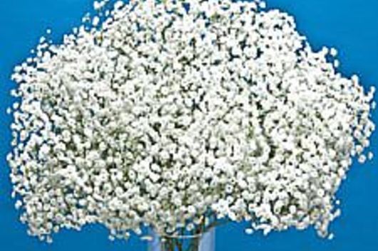 Gypsophilia, Overtime-white