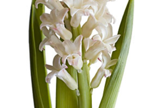 Hyacinth-white