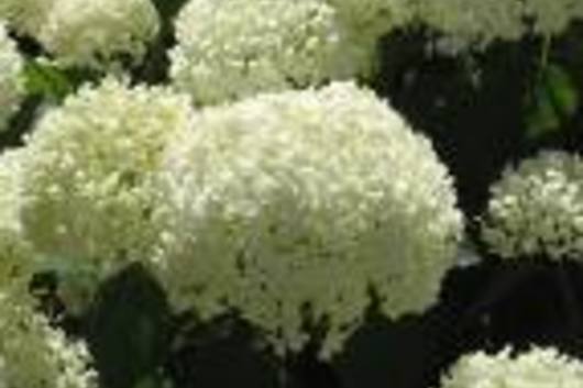 Hydrangea, Jumbo-white