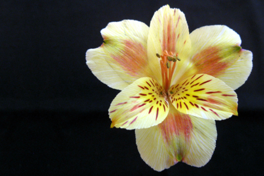 Peruvian Lily