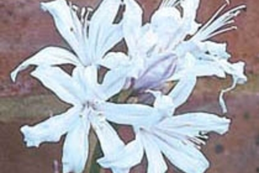 Nerine Lily-white