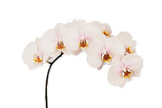 Phalaenopsis Spray, White