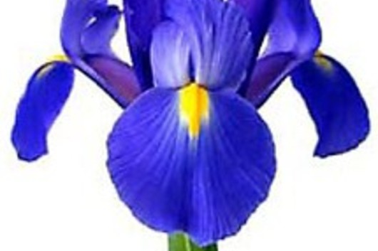 Iris-dark blue