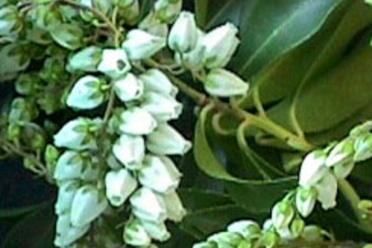 Pieris Japonica, flowering-white