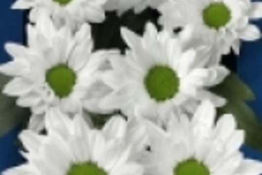 Spray Mums, Micro Daisy-white