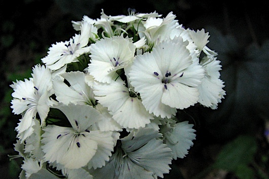 Sweet William-white