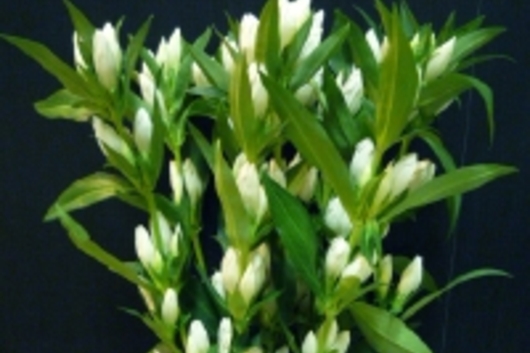 Gentiana, white