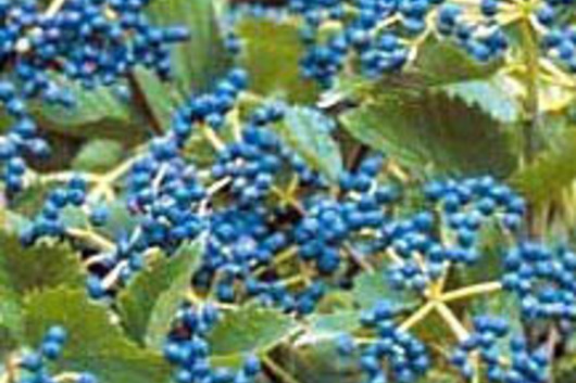 Viburnum, Blueberry