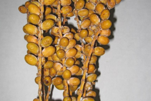 Date Palm Berries