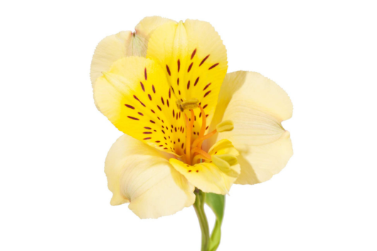 Alstroemeria, Yellow