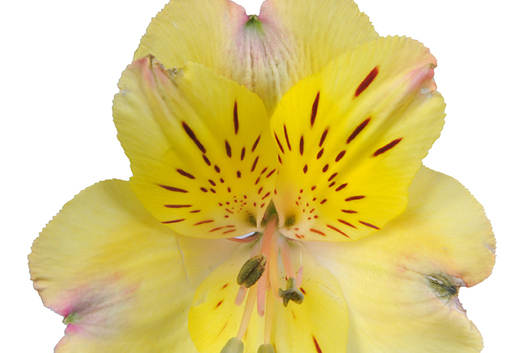 Alstroemeria,Amazon