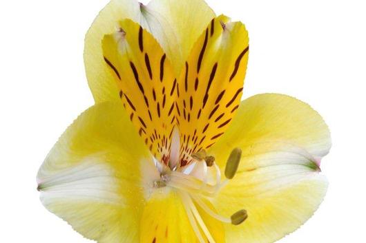 Alstroemeria,Elenor