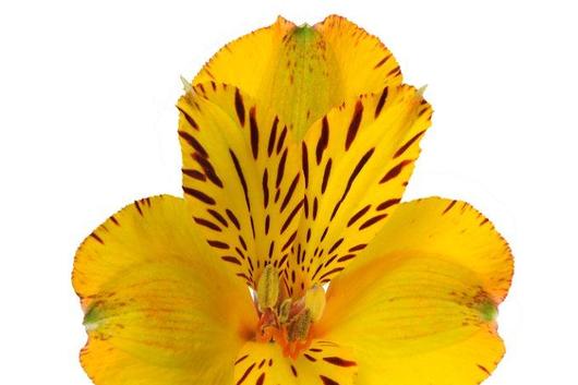 Alstroemeria,Jamaica