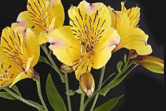 Alstroemeria-yellow