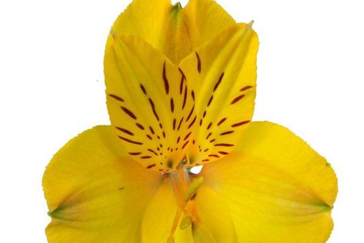 Alstroemeria,YellowKi