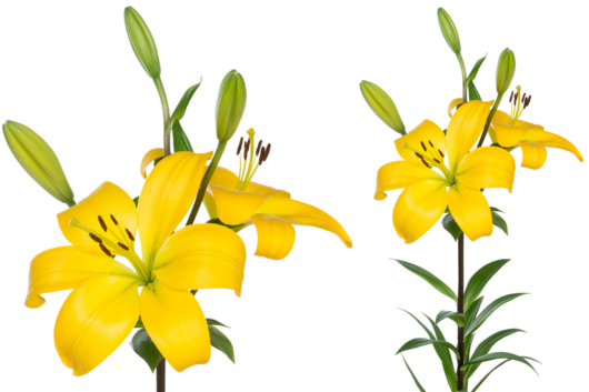 Lily, Yellow