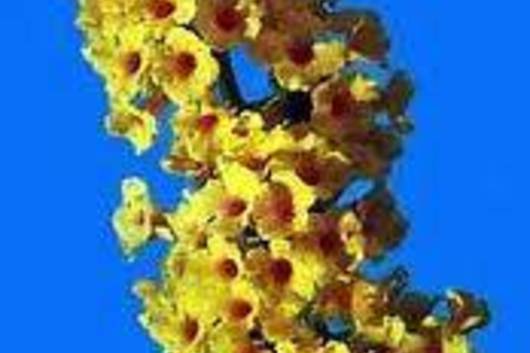 Buddlea-yellow