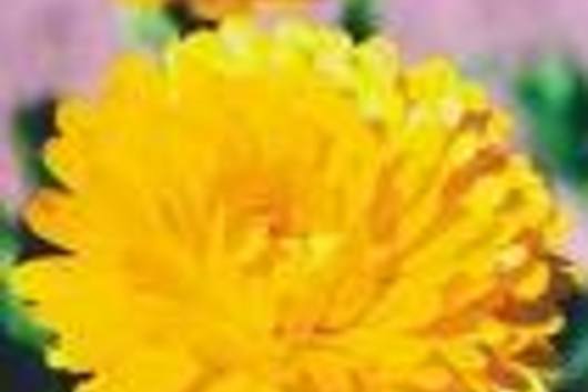 Calendula-Yellow