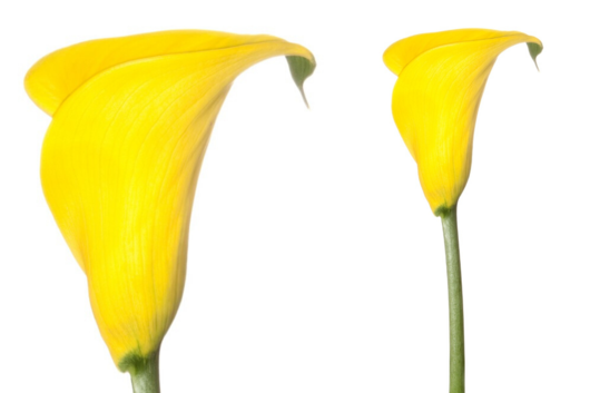 Calla Lily, Yellow